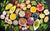 Good Food Good Hair | Fruits | Vegetables | Order South Asian Groceries Online