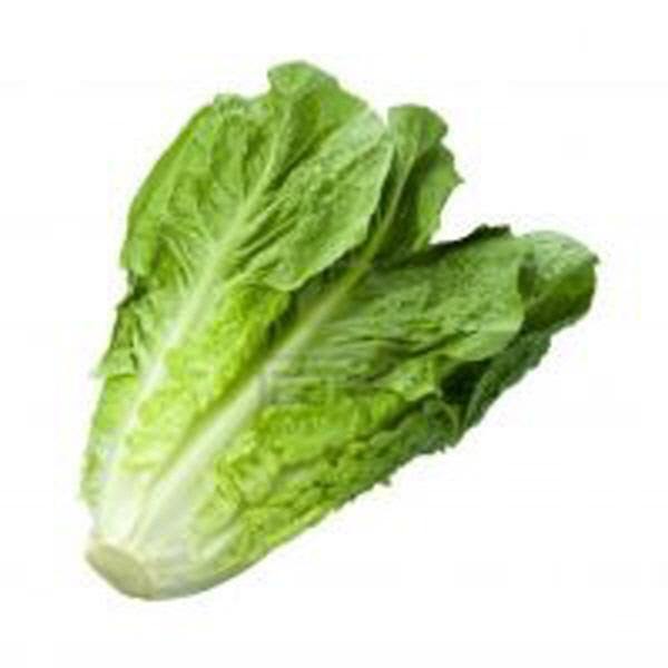 Lettuce Bunch - Cartly - India Grocery Store - Cartly