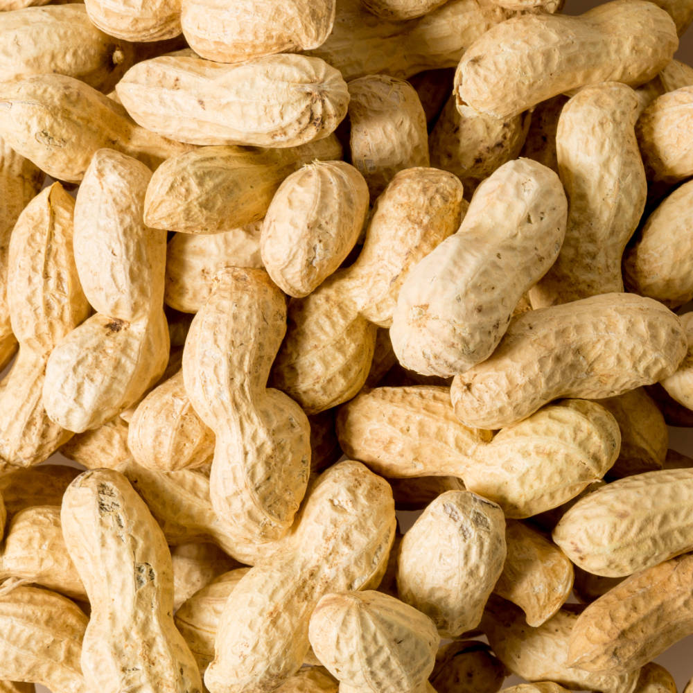 Shell Roasted Peanuts